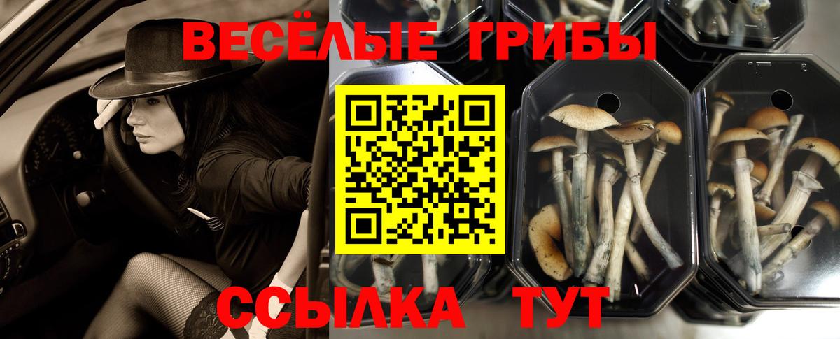 Серпухов  Псилоцибиновые грибы мицелий  Вход с VPN 